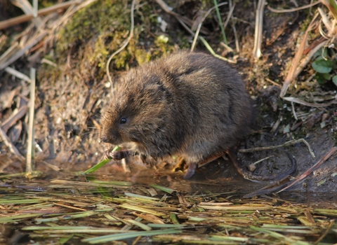 Water vole, photo by Greg Hitchcock