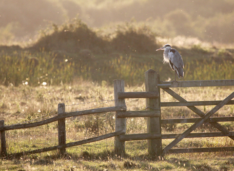 Heron on a gate at Oare, photo by Jim Higham