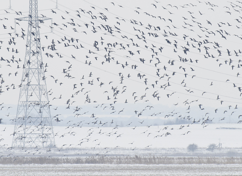 Brent geese at Graveney Marshes (c) Peter Cairns/2020Vision