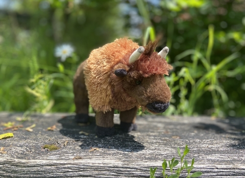 adopt a bison