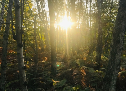 Sun through the trees at Blean Woods