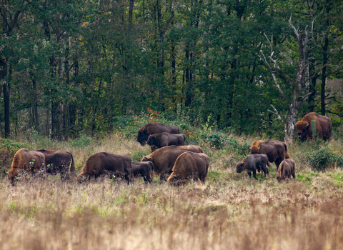 group of bison at Kraansvlak park netherlands