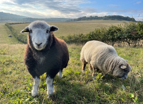 Landscape shot of two sheep at Nashenden