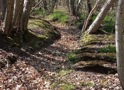 pathway through woodland