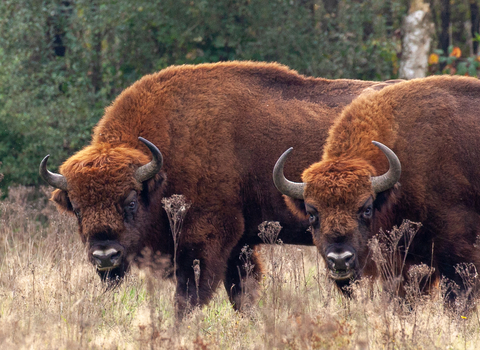 Two bison facing camera at Kraansvlak nature reserve in the netherlands