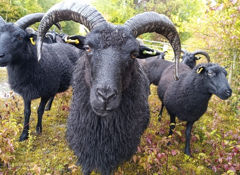 Face shot of a hebridean sheep with horns