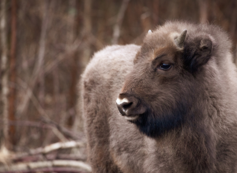 Bison Calf by Donovan Wright