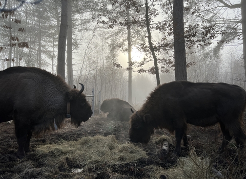 Blean Bison in the mist