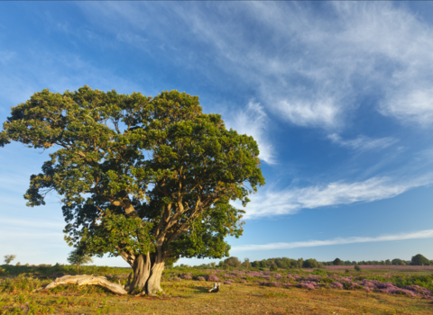 English oak tree in landscape © Guy Edwardes