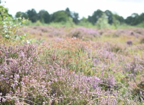Hothfield Heathlands showing a sea of heather in flower