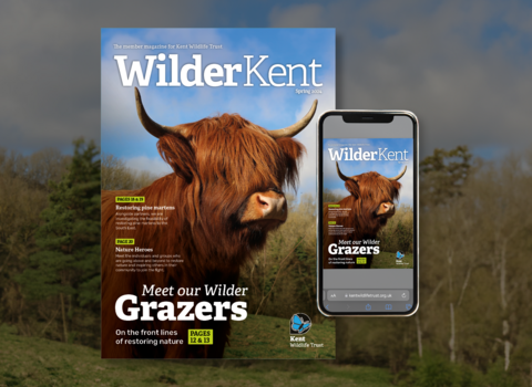 Wilder Kent Spring 2024 magazine graphic