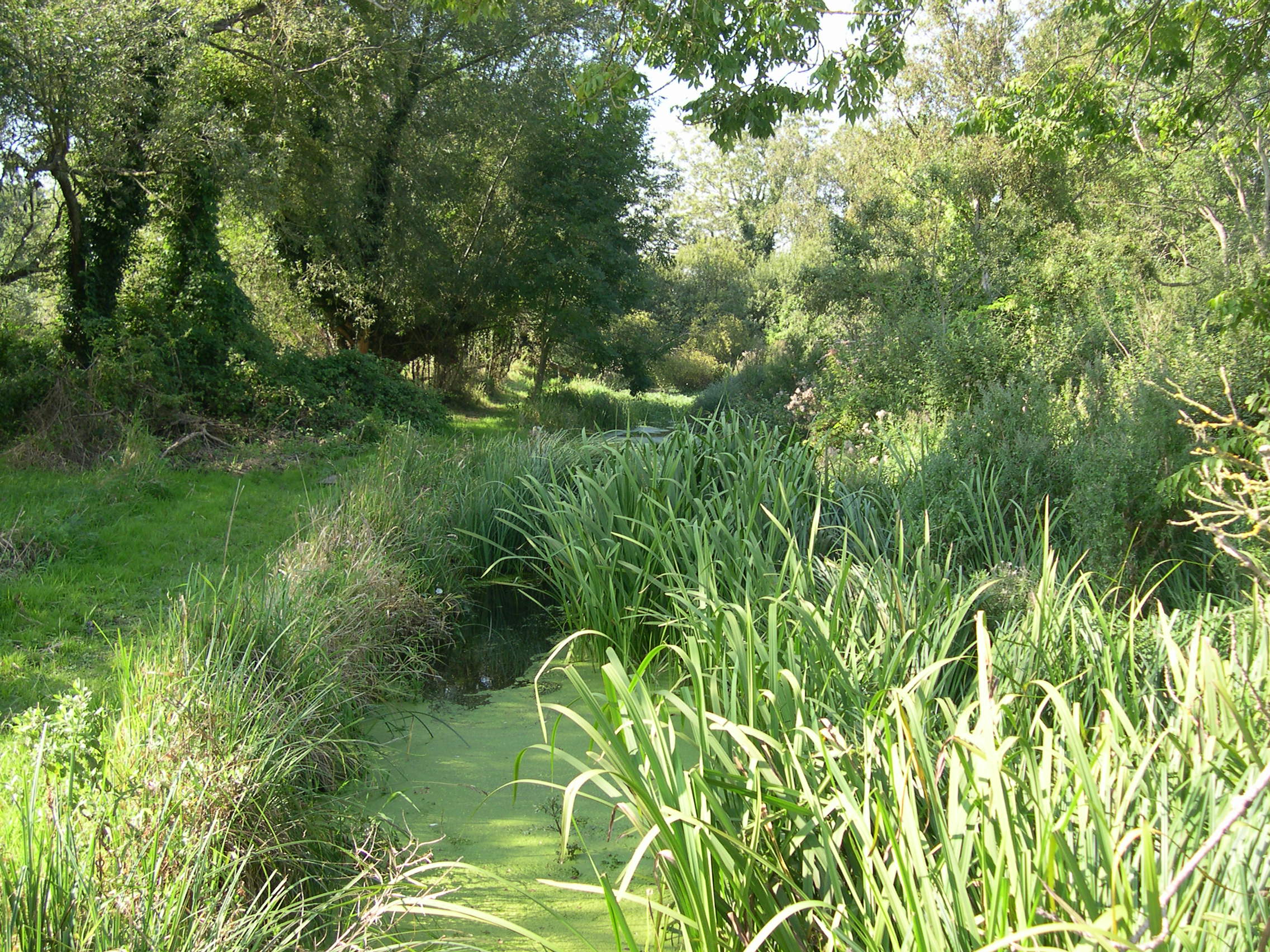 The varied habitat at Ham Fen: river, wetland, grassland.