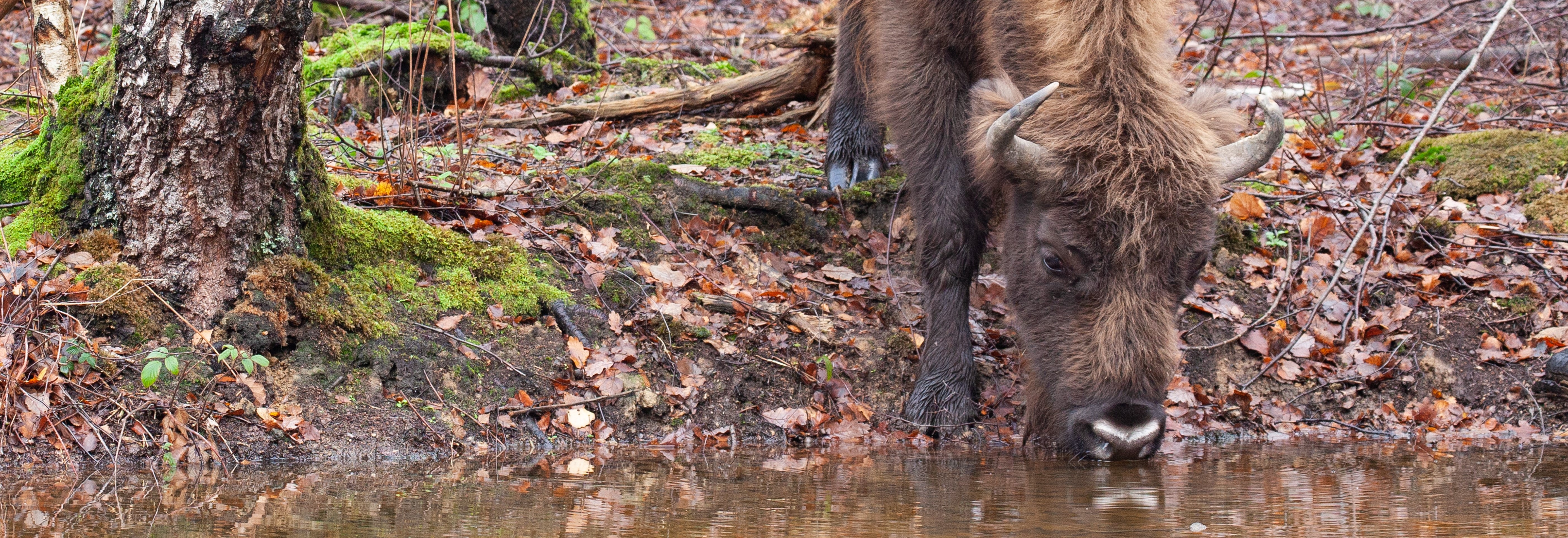 Bison drinking water