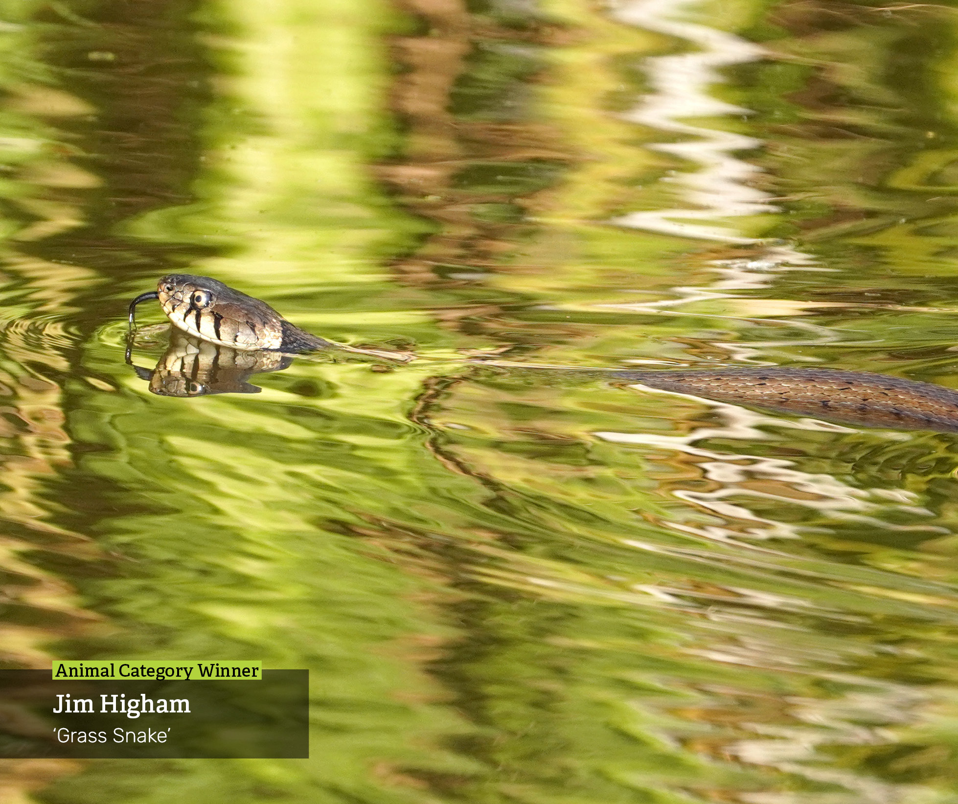A grass snake with its black tongue out.