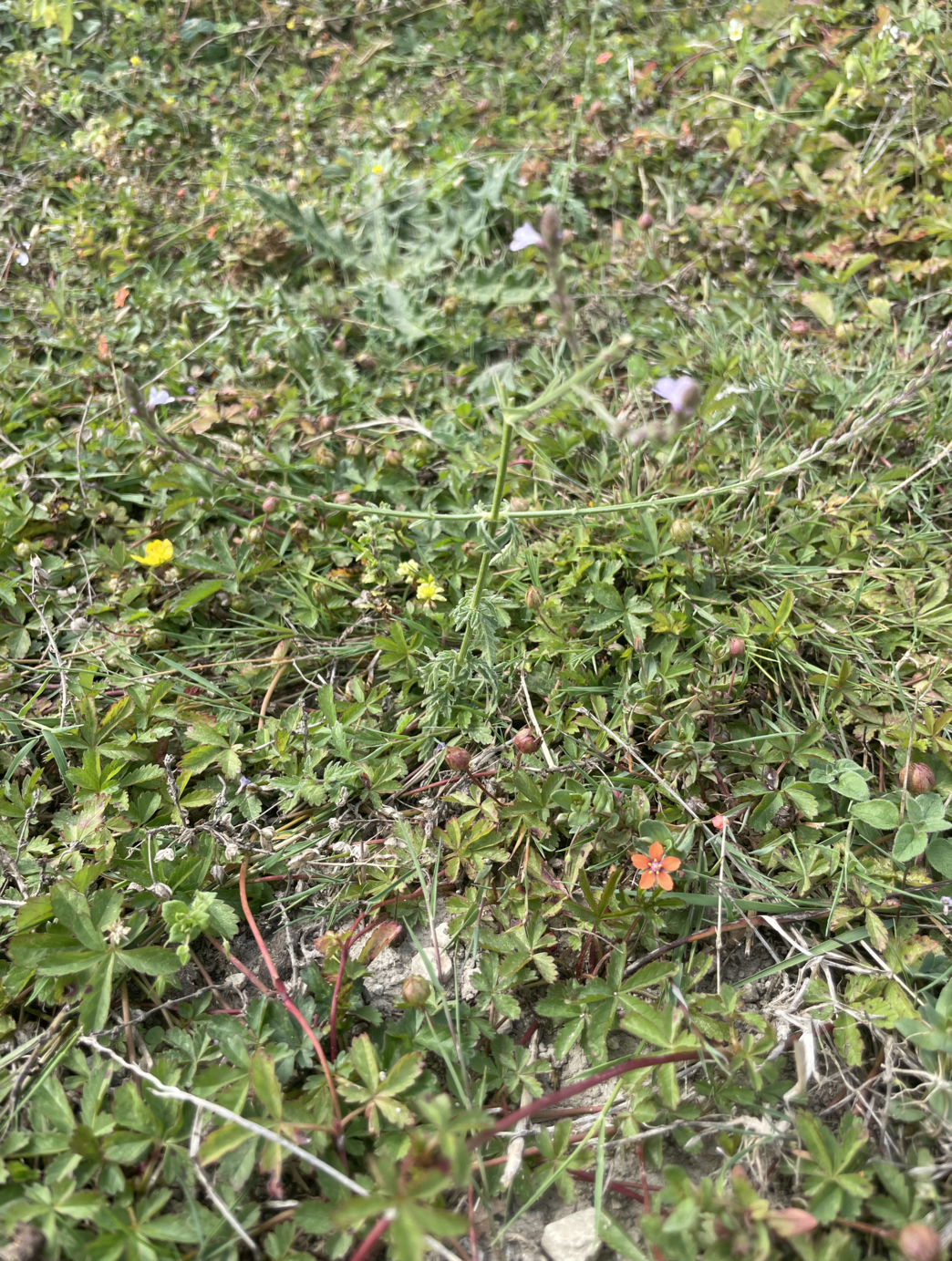 Pigs and wildflower meadows | Kent Wildlife Trust