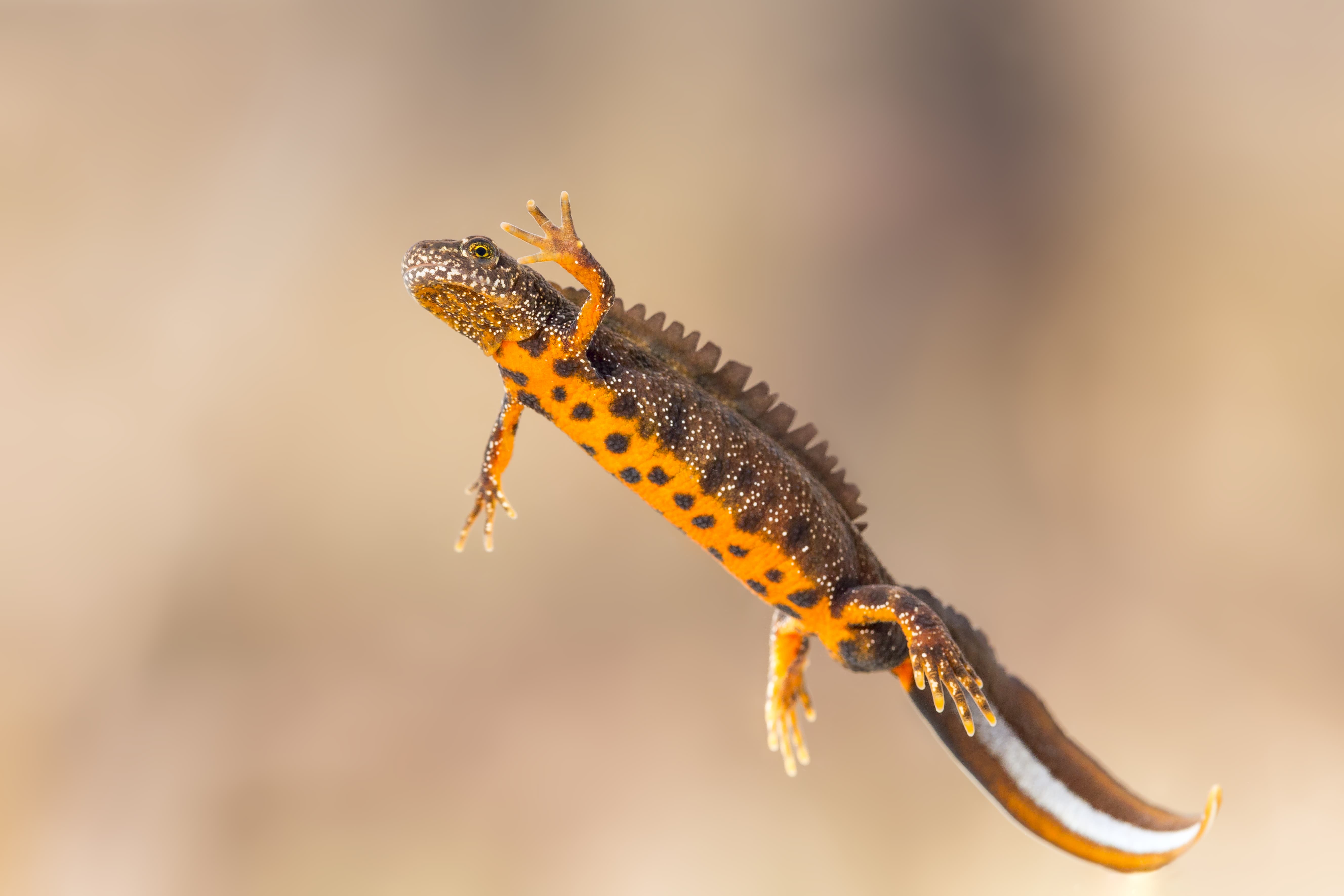 Great crested newt swimming with clear vision of its orange and black spotted underbelly