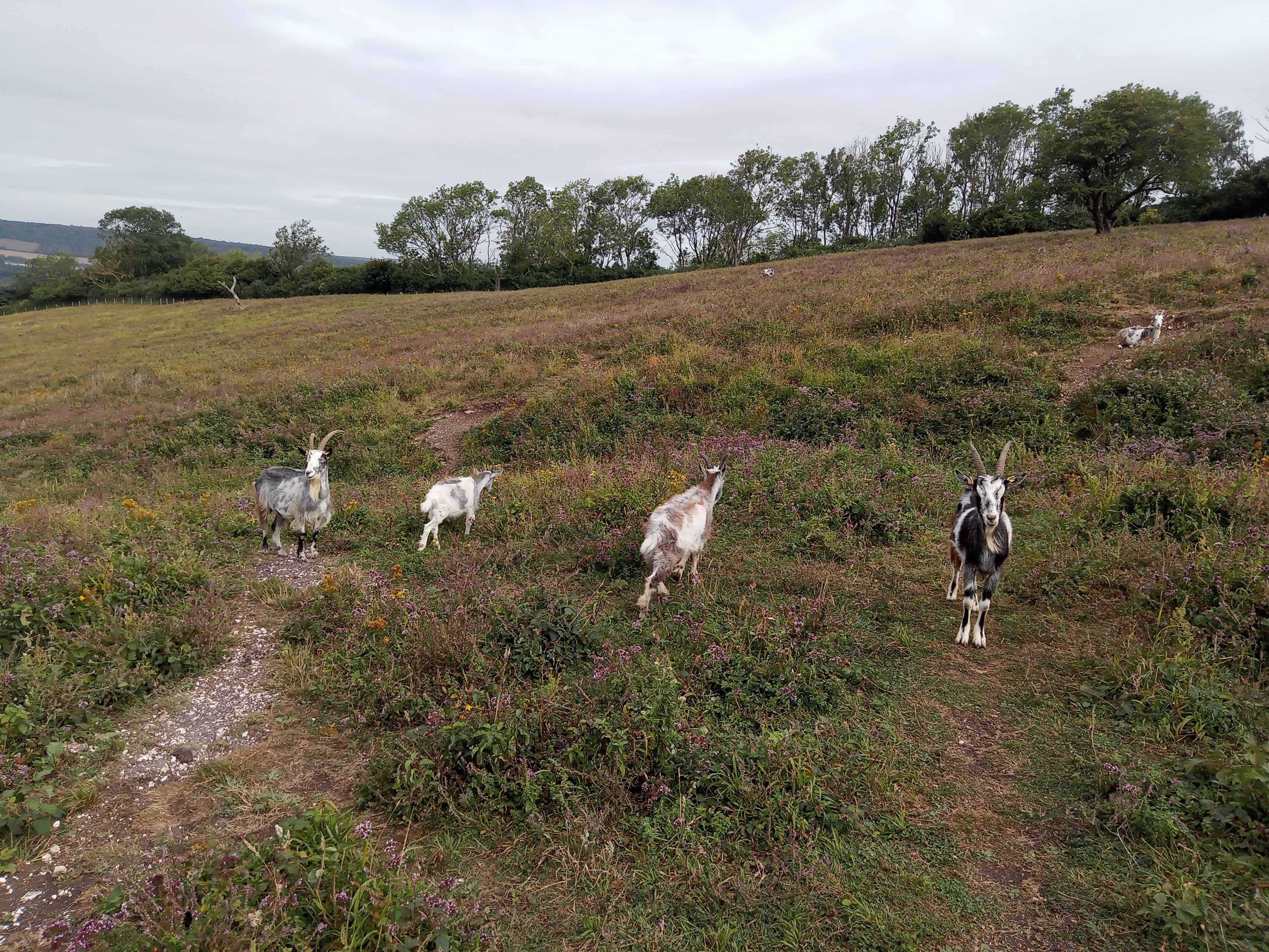 4 goats walking up a grassland bank at wouldham common, one on the far right looking directly into the camera lens.
