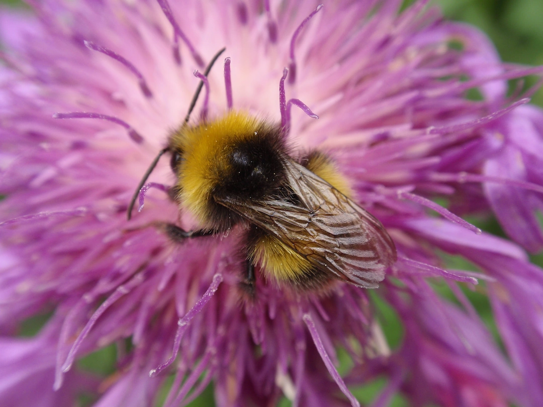 An early bumblebee on a pink flower.