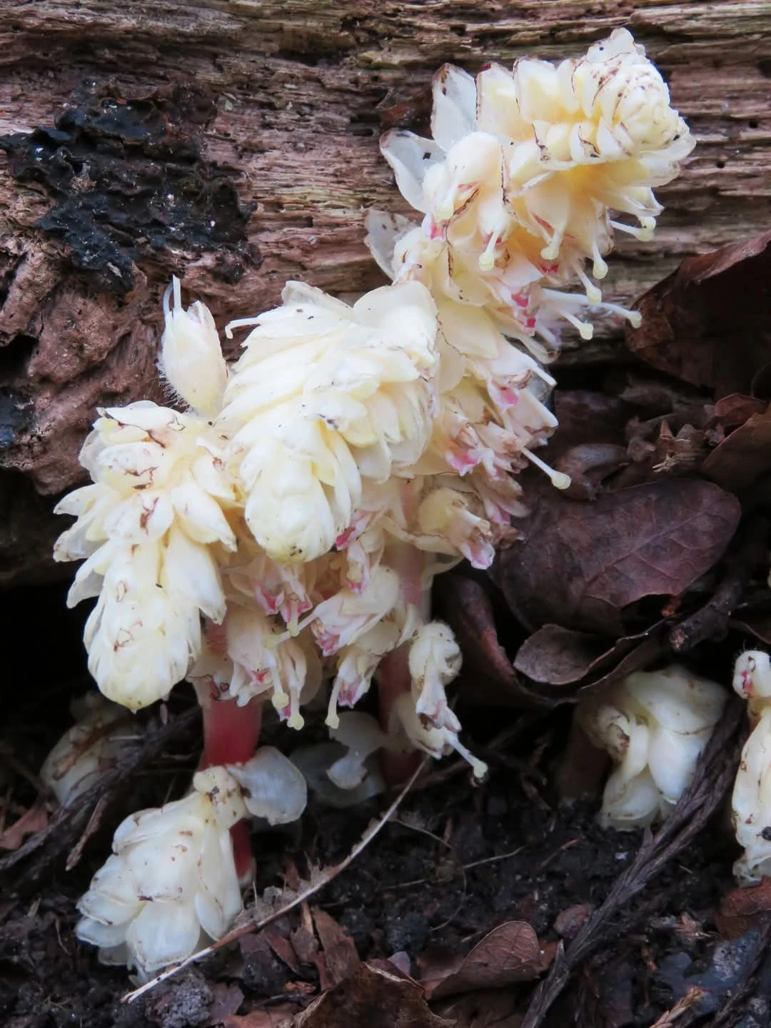 The toothwort plant with white leaves, tinged with pink.