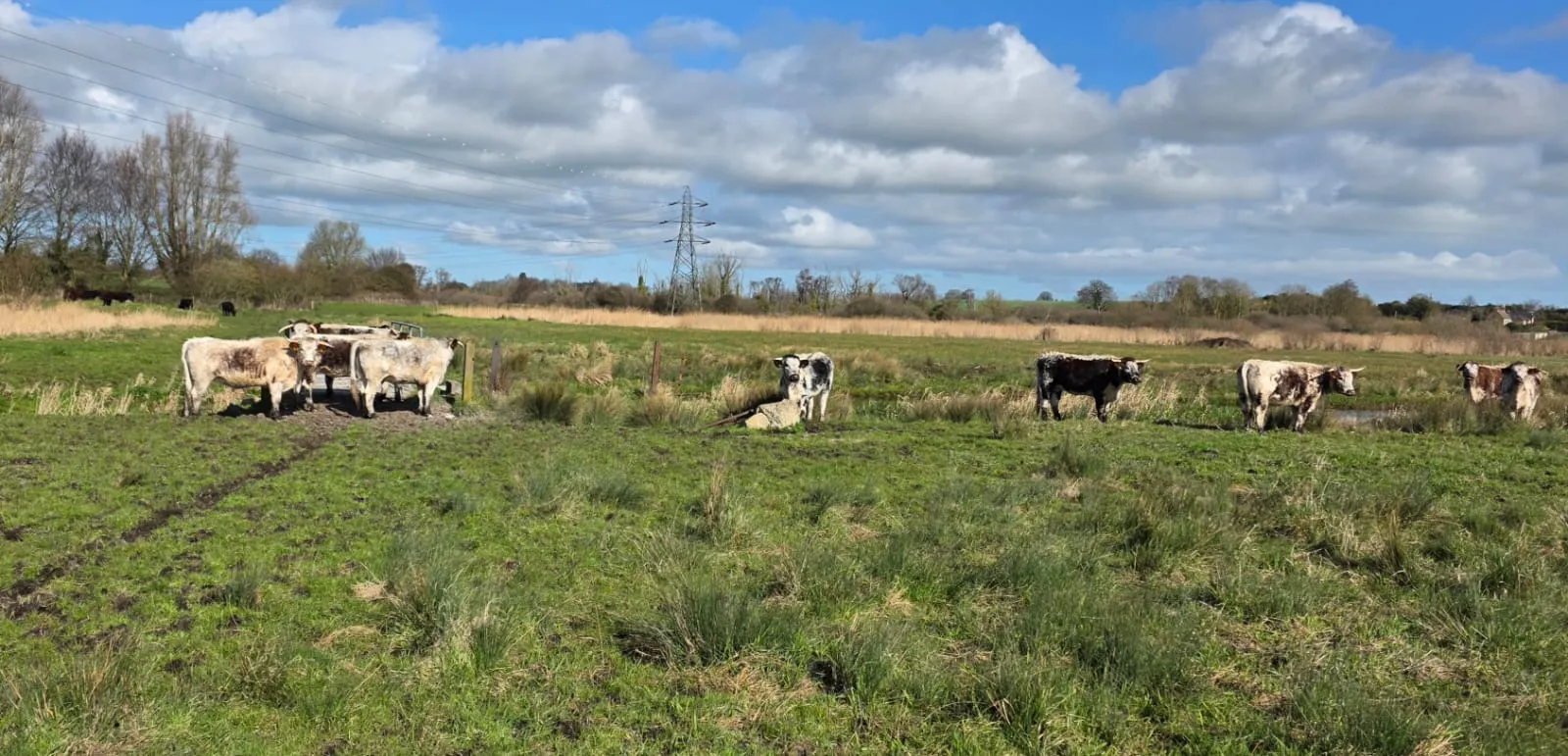 Cows in the sun at Ham Fen nature reserve.