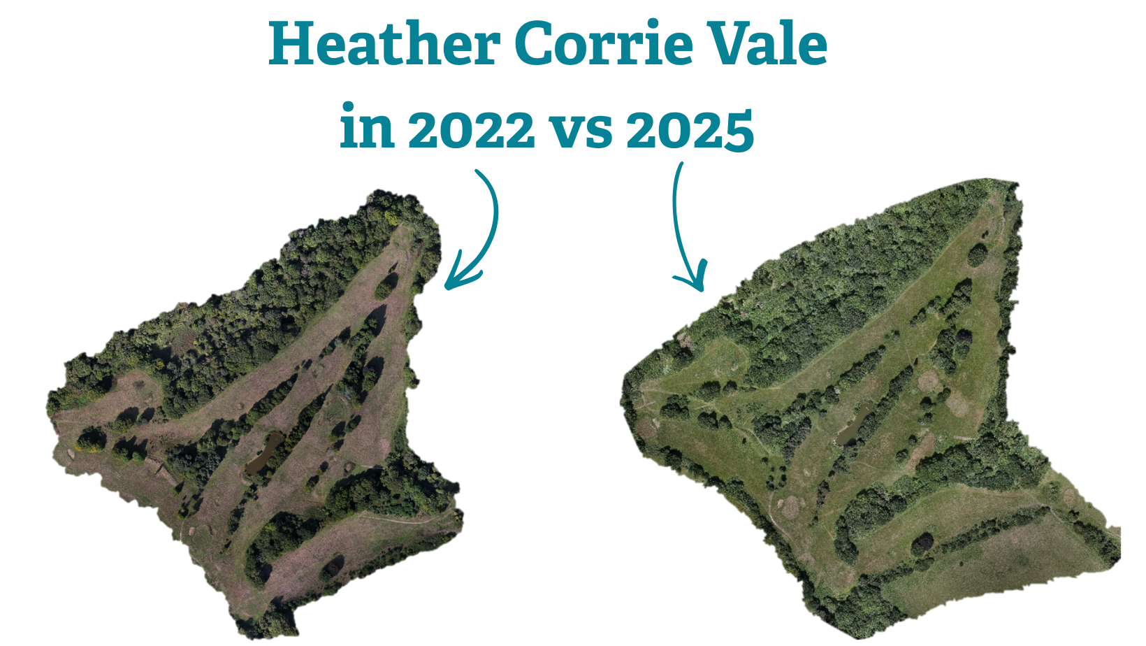 Heather Corrie Vale before and after grazing.