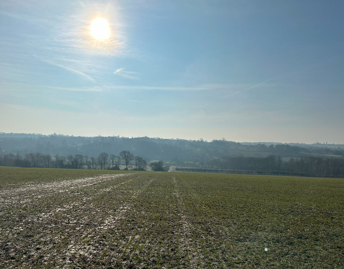 The green rows at Hoathly Farm on a sunny day.