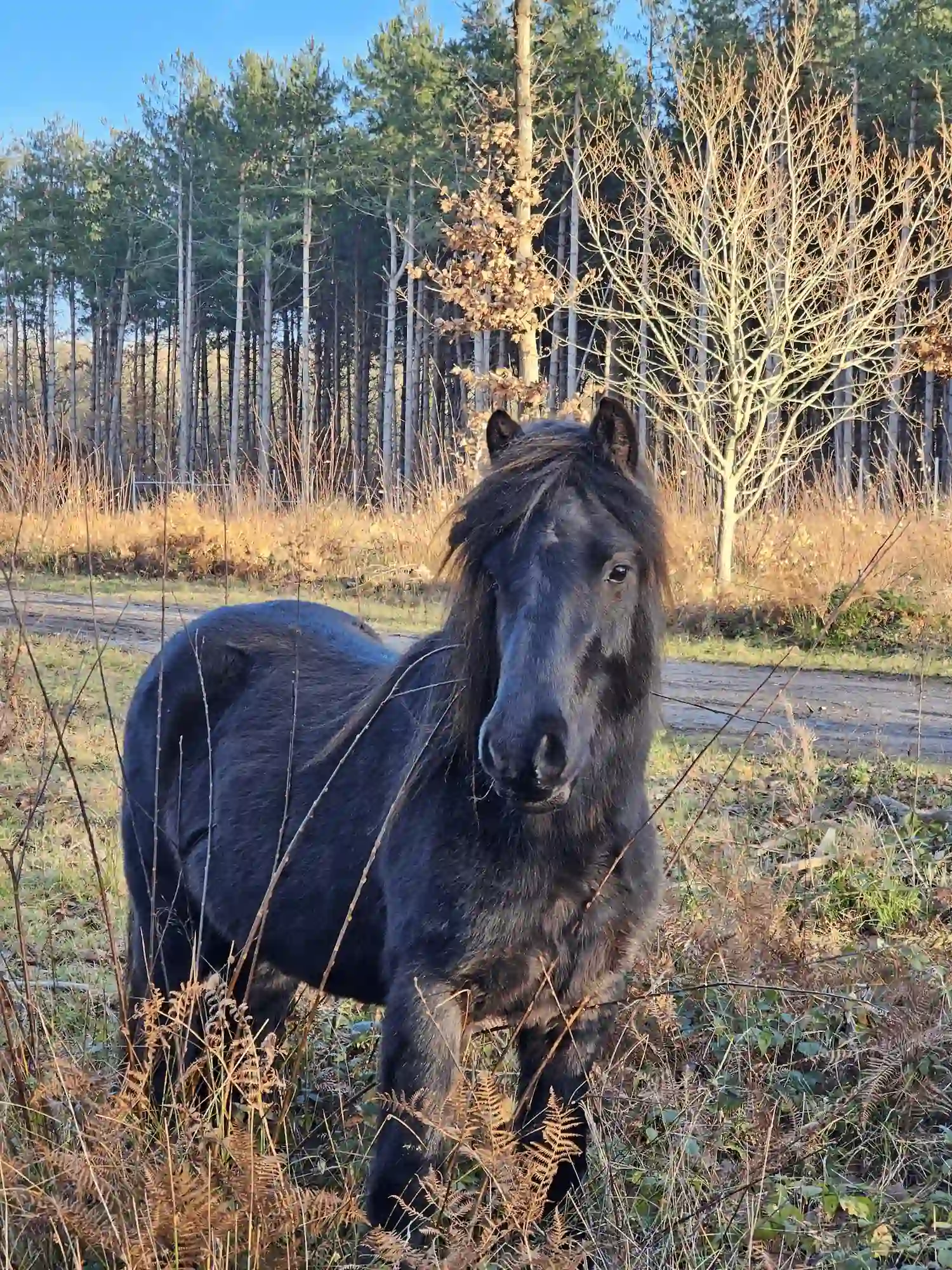 Fell pony