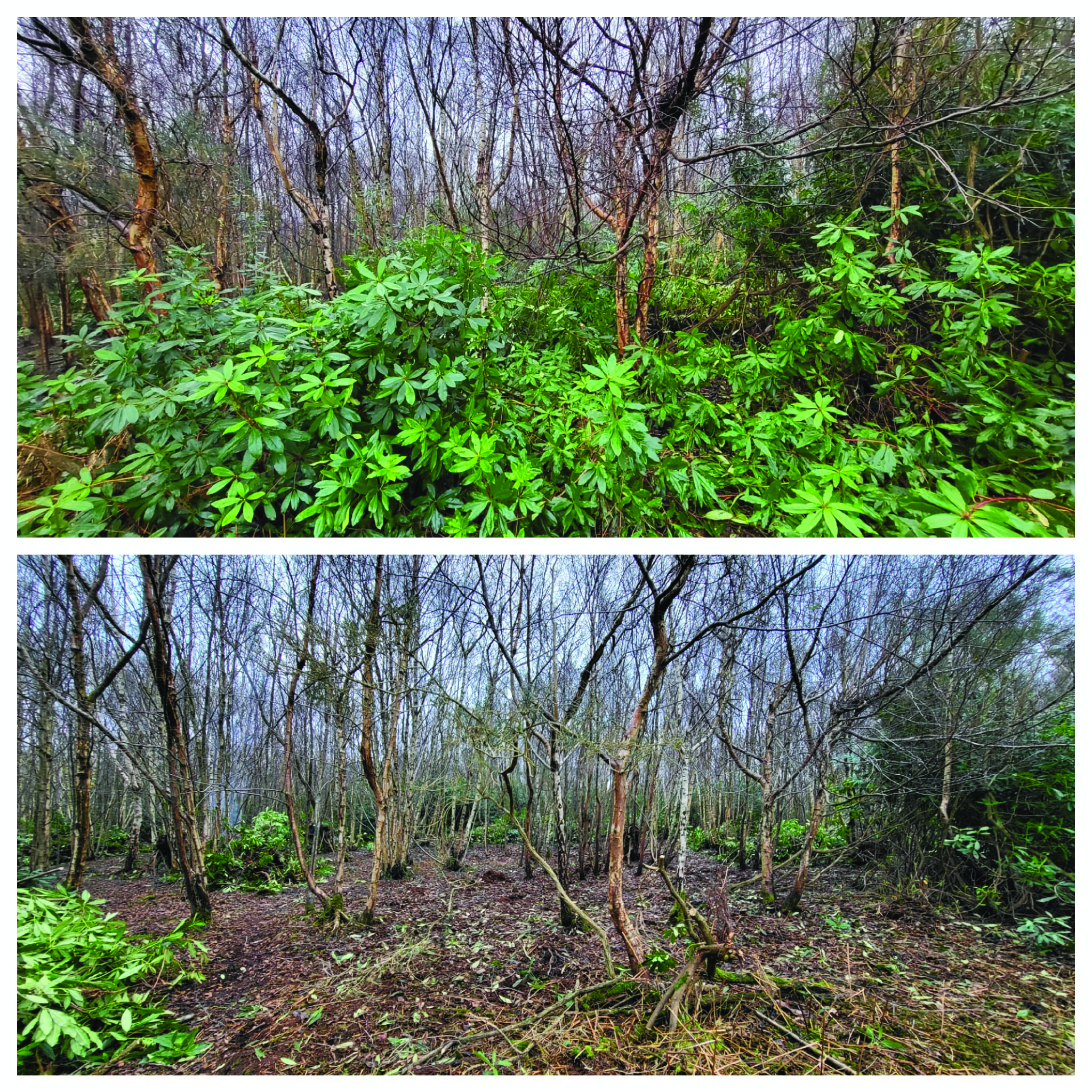 Two pictures showing the before and after of rhododendron clearance at Hunsted Wood.