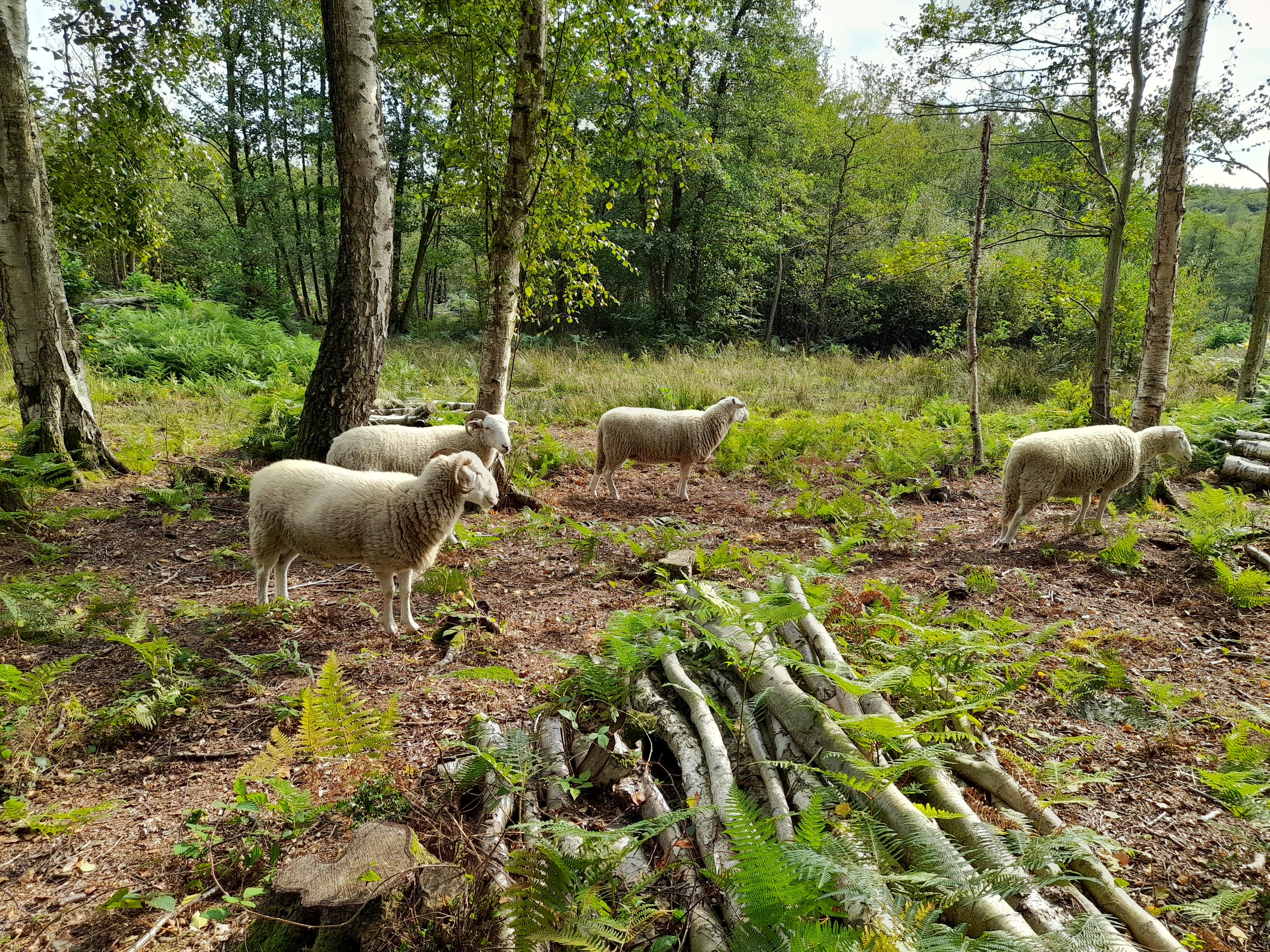 Flock of sheep in South Blean woodland.