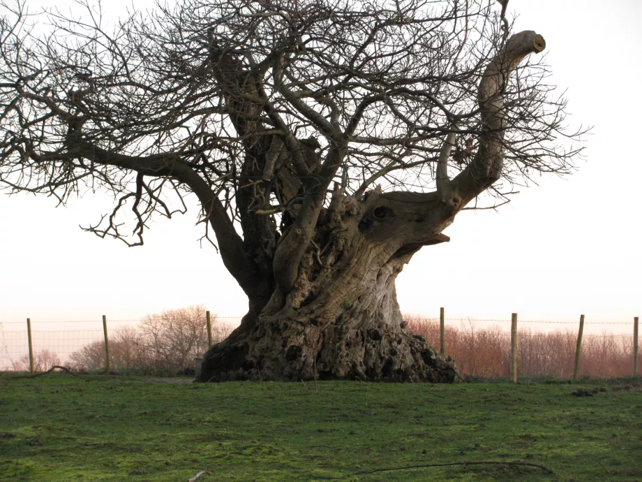 Kent Wildlife Trust’s volunteers plant trees to celebrate National Tree ...