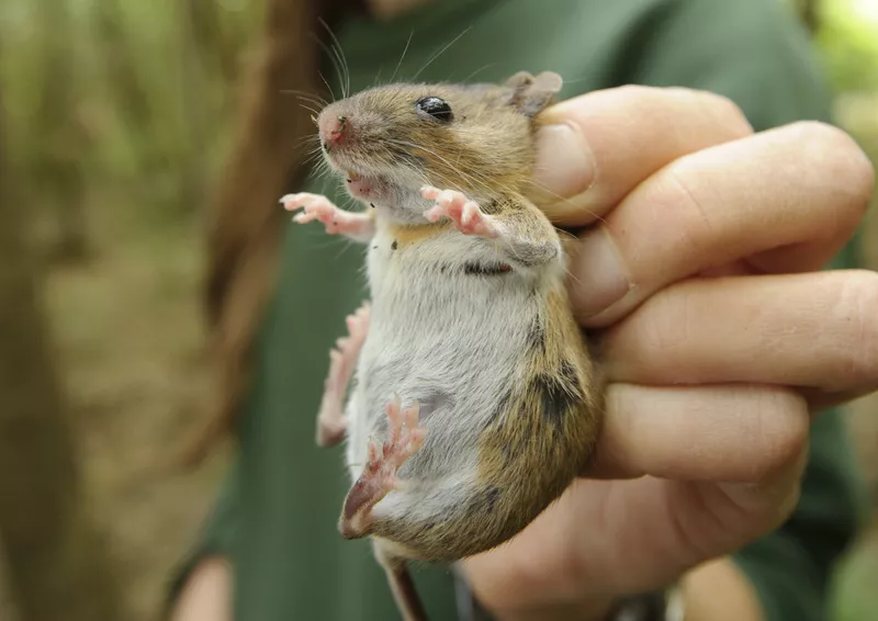 House mouse discount