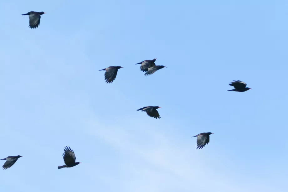 The sky's the limit for Kent conservationists at nineteen red-billed ...