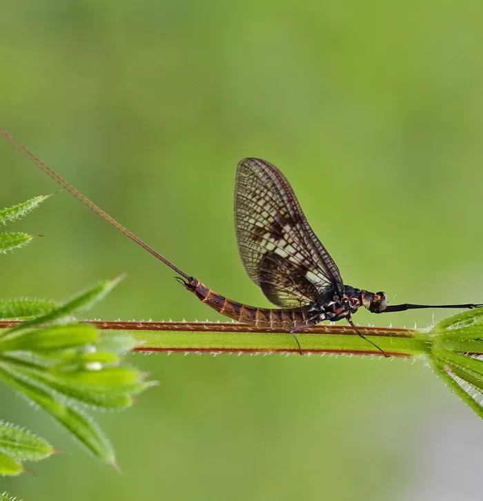 Bugs Matter survey finds that flying insects in Kent have declined by ...
