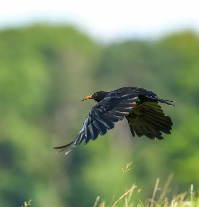 The sky's the limit for Kent conservationists at nineteen red-billed ...