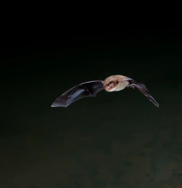 A Daubentons bat flying through the dark night sky.