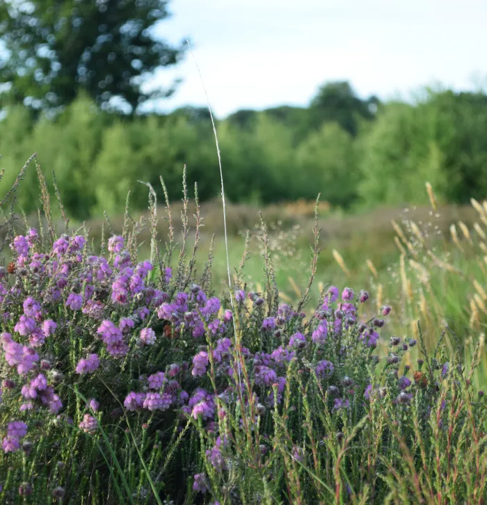 August on Hothfield Heathlands: Tree pipits and ragwort | Kent Wildlife ...