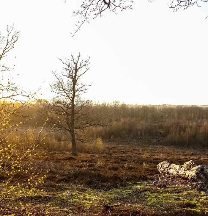 Hothfield Heathlands in November: Full of colour & life | Kent Wildlife ...