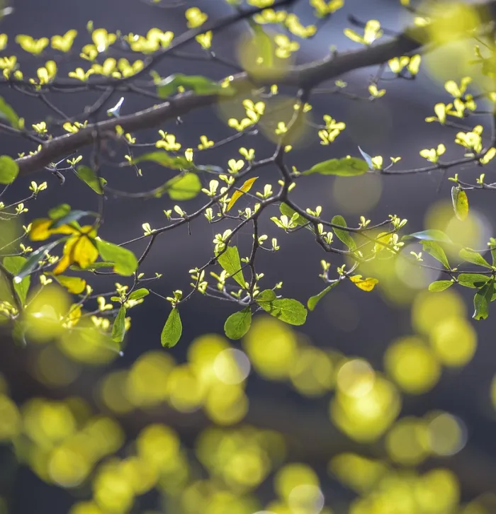 buds on a tree