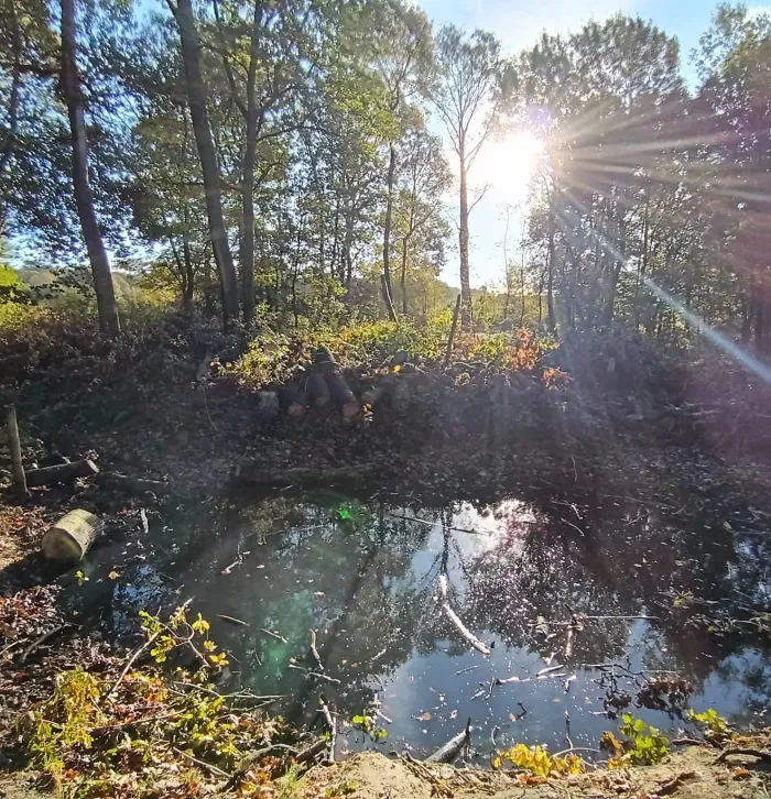 Hothfield Heathland pond area
