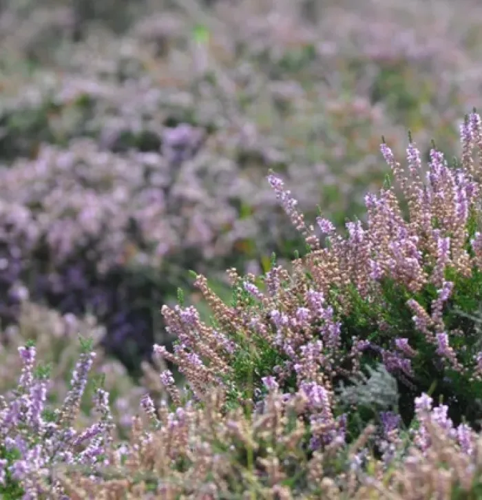 Hothfield Heathland
