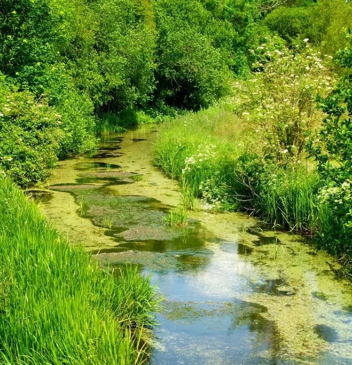 Chalk stream 