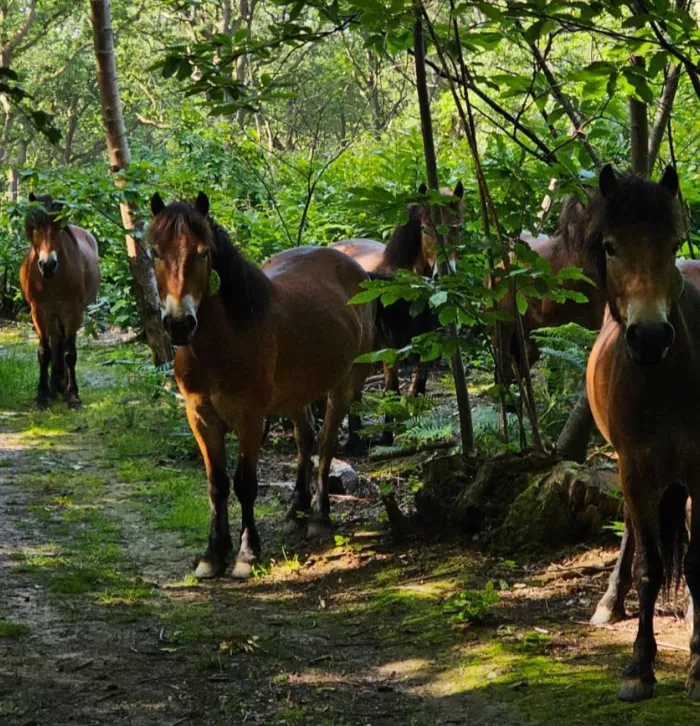 Five Exmoor ponies look at the camera whilst standing in the woods on a summers day.