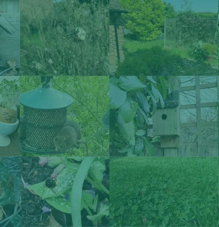 A collage of home photographs of actions for nature, including a bird box and meadow.