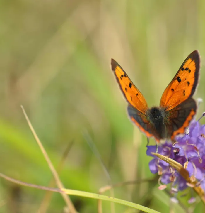 Small Copper butterfly resting on a flower