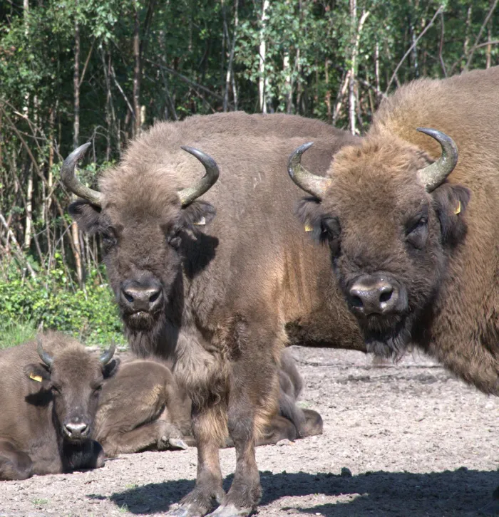 group of bison gathered
