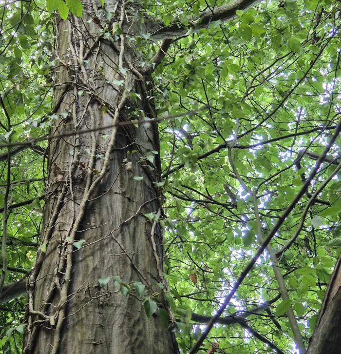 Oaken Wood
