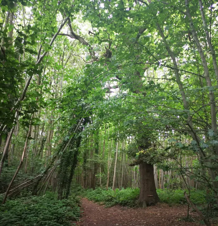 Oaken Wood