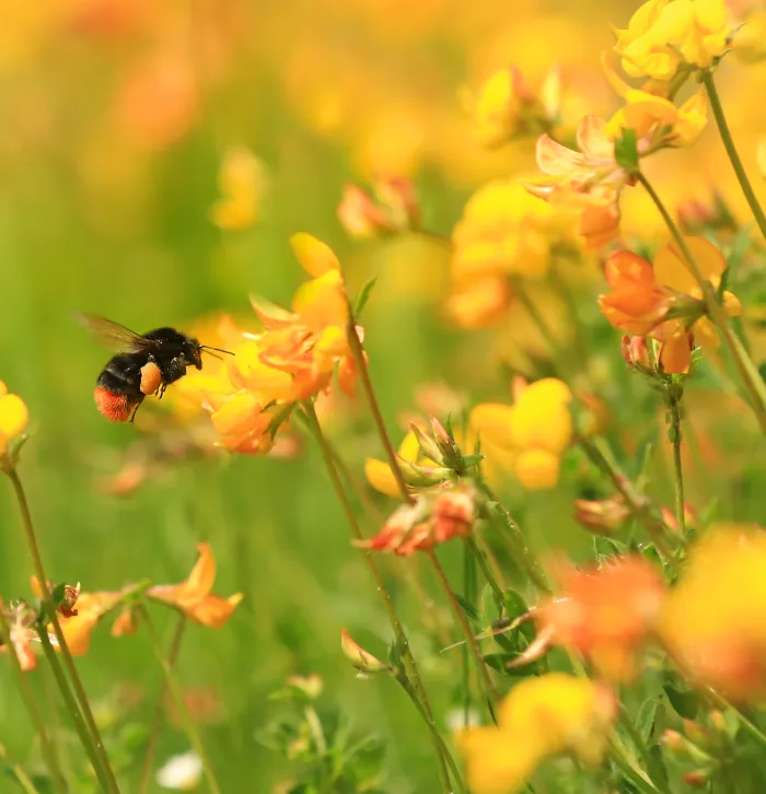 red-tailed bumblebee