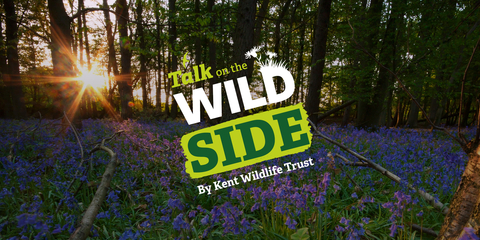 Talk on the wild side web header