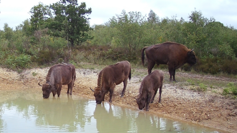 bison at pond